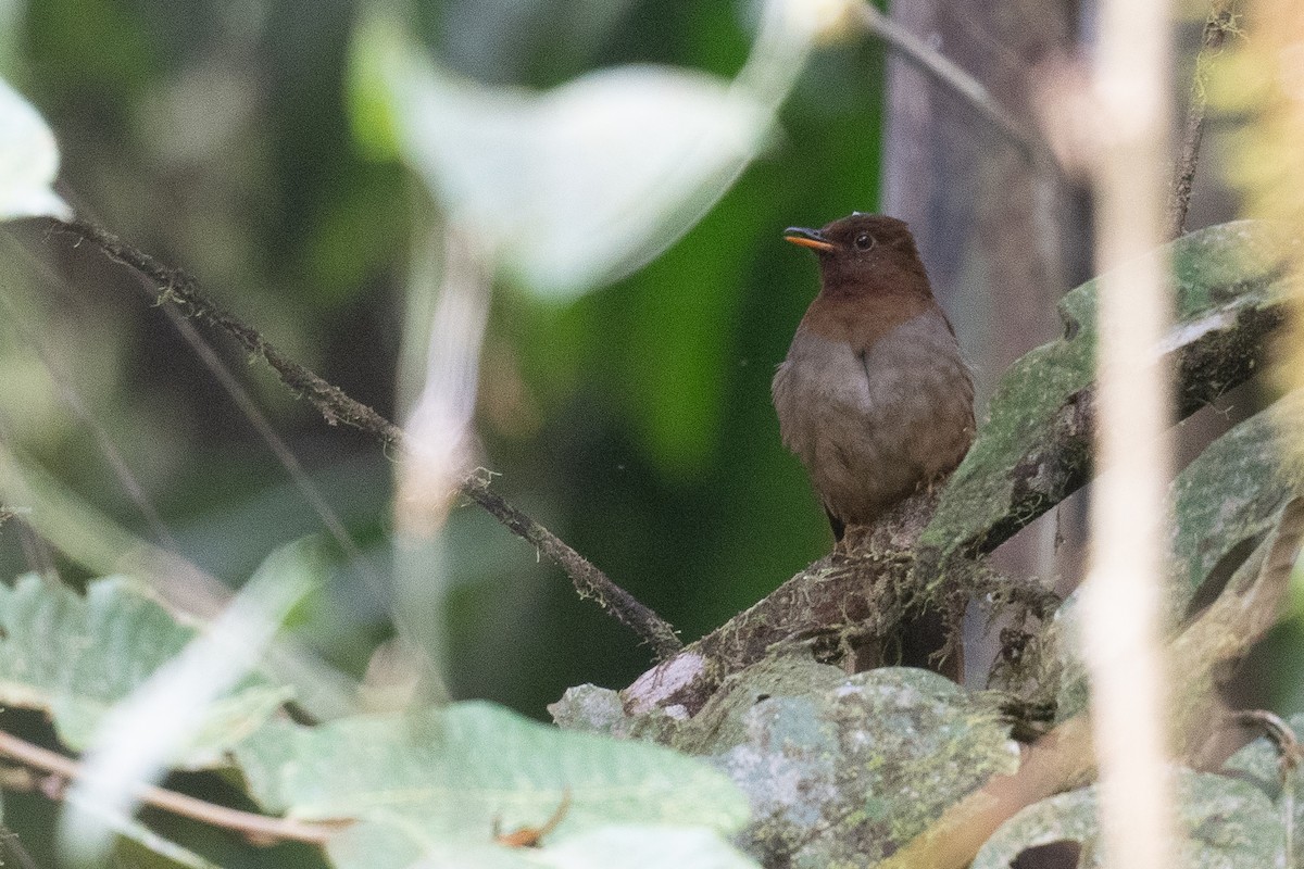 Rufous-brown Solitaire - ML533329961