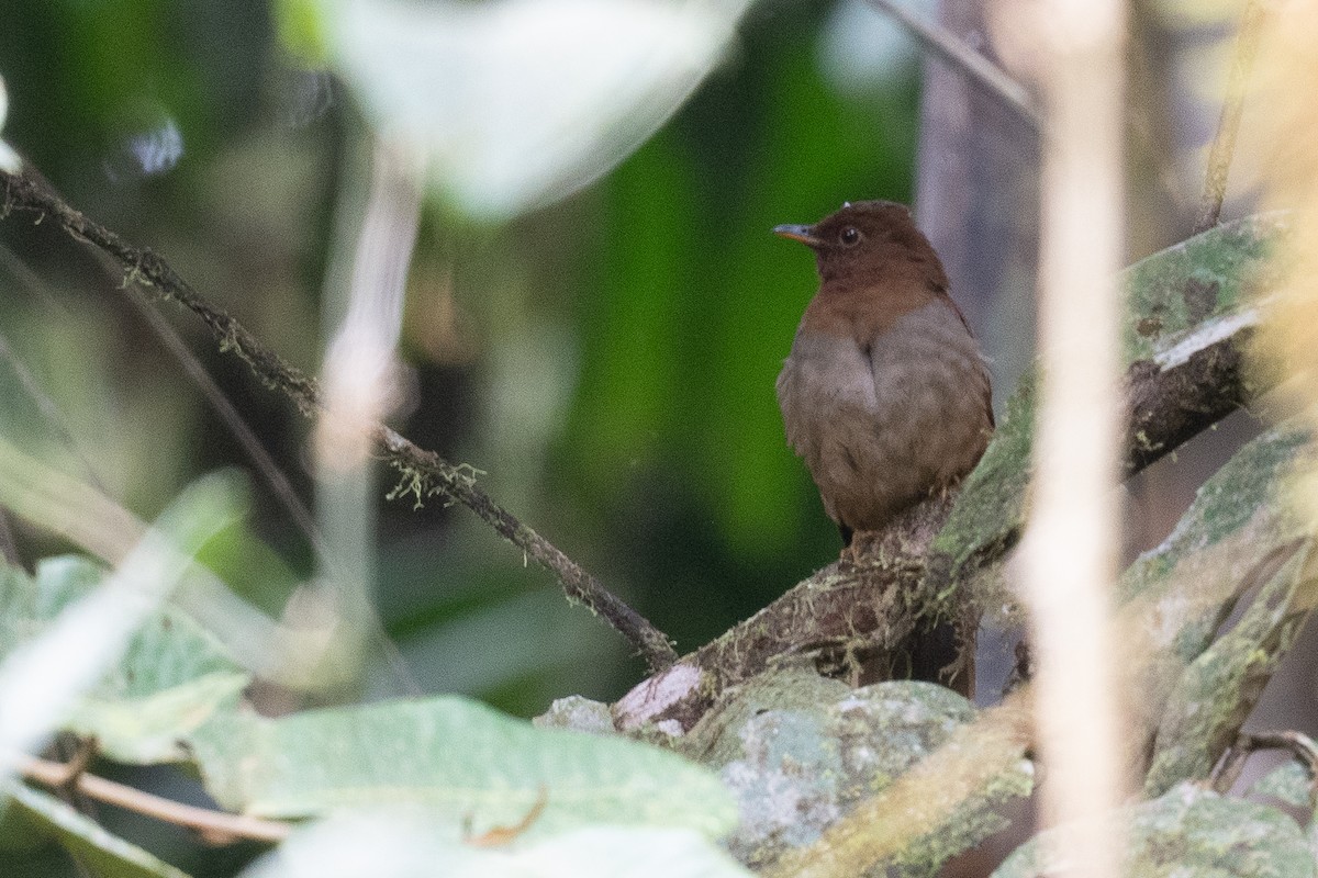 Rufous-brown Solitaire - ML533329971