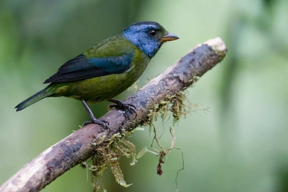 Moss-backed Tanager - ML533330371