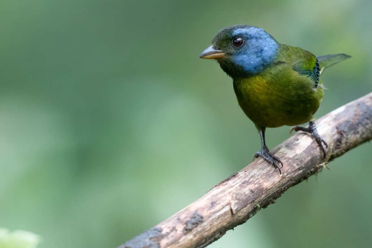 Moss-backed Tanager - Ben  Lucking