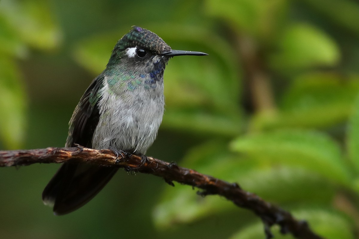 Violet-headed Hummingbird - Graham Montgomery