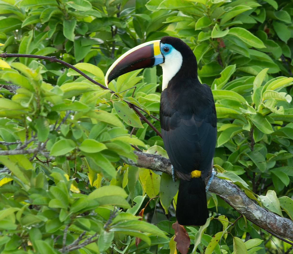 White-throated Toucan (Red-billed) - ML533345431