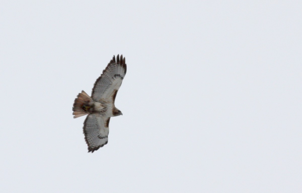 Red-tailed Hawk - ML53334671