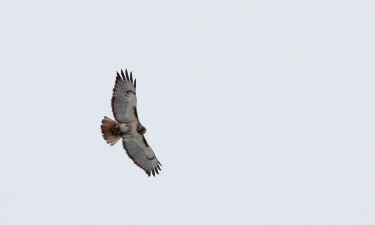 Red-tailed Hawk - ML53334681