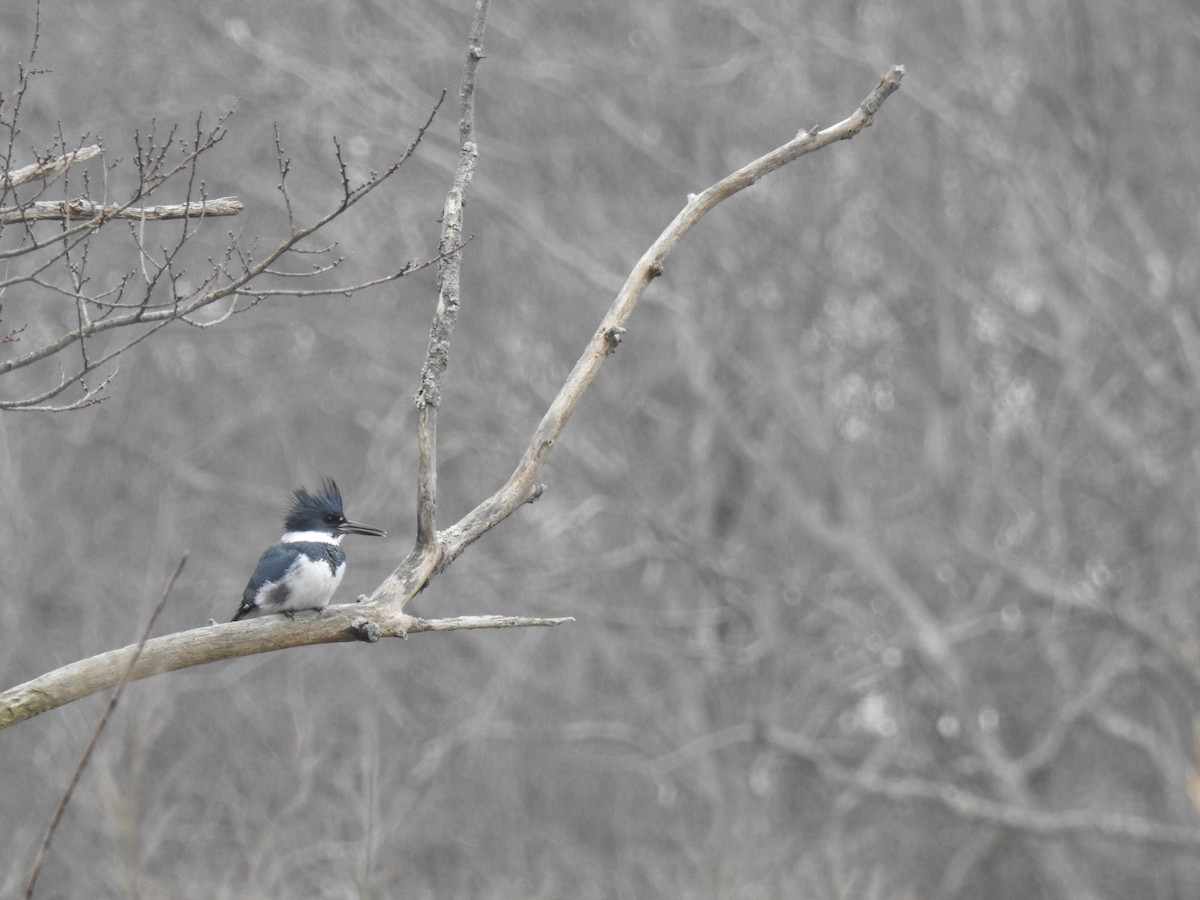 Belted Kingfisher - ML533347871