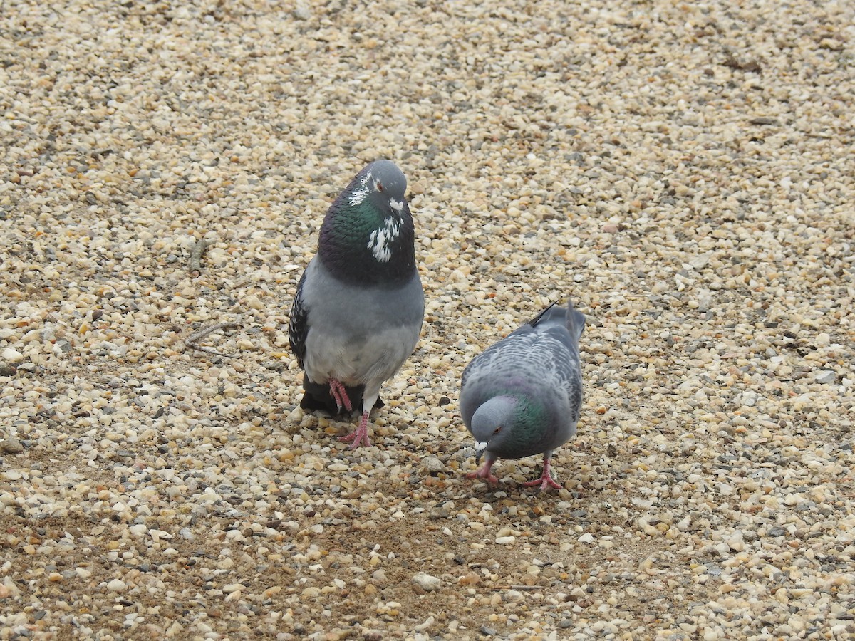 Rock Pigeon (Feral Pigeon) - ML533348311