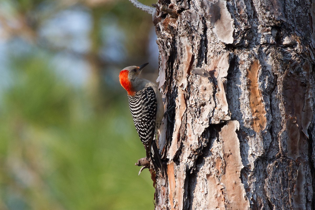 Red-bellied Woodpecker - ML53335011