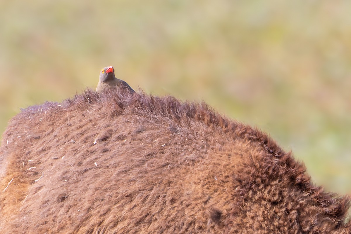 Red-billed Oxpecker - ML533350451