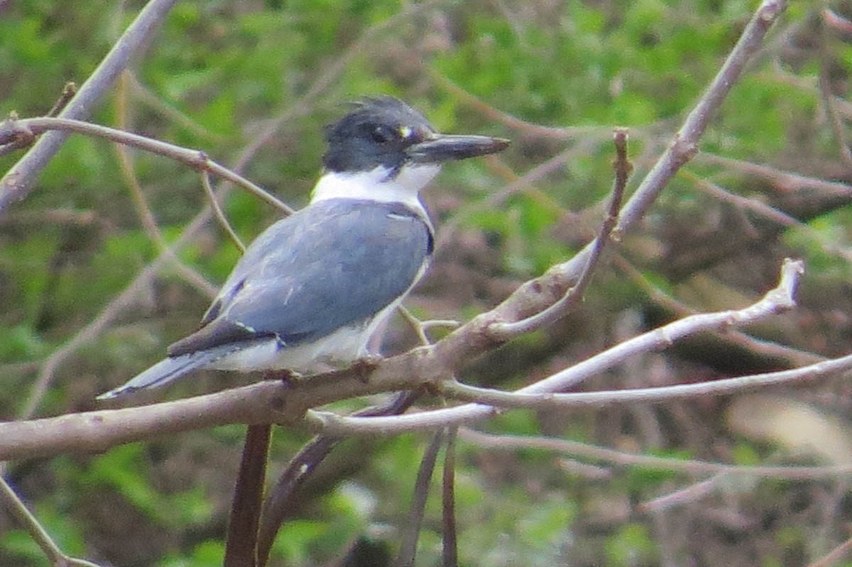 Belted Kingfisher - ML53335451