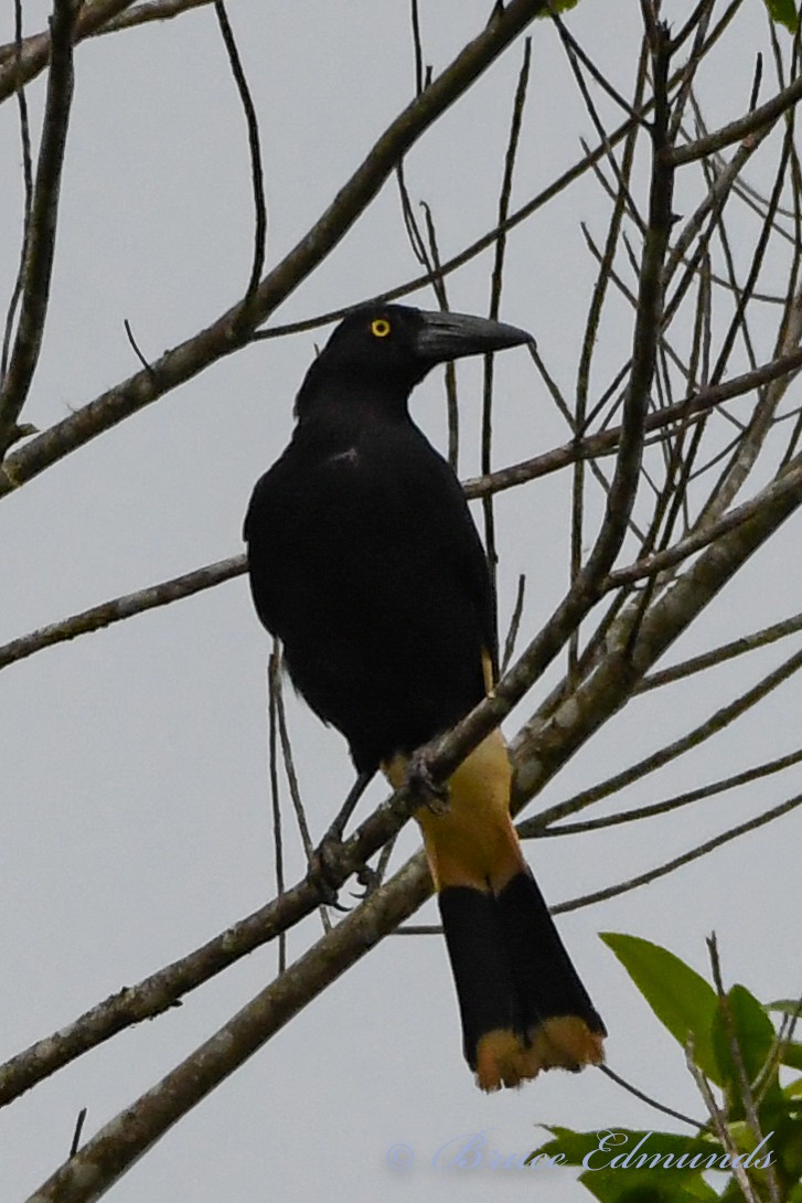 Pied Currawong - ML533357491