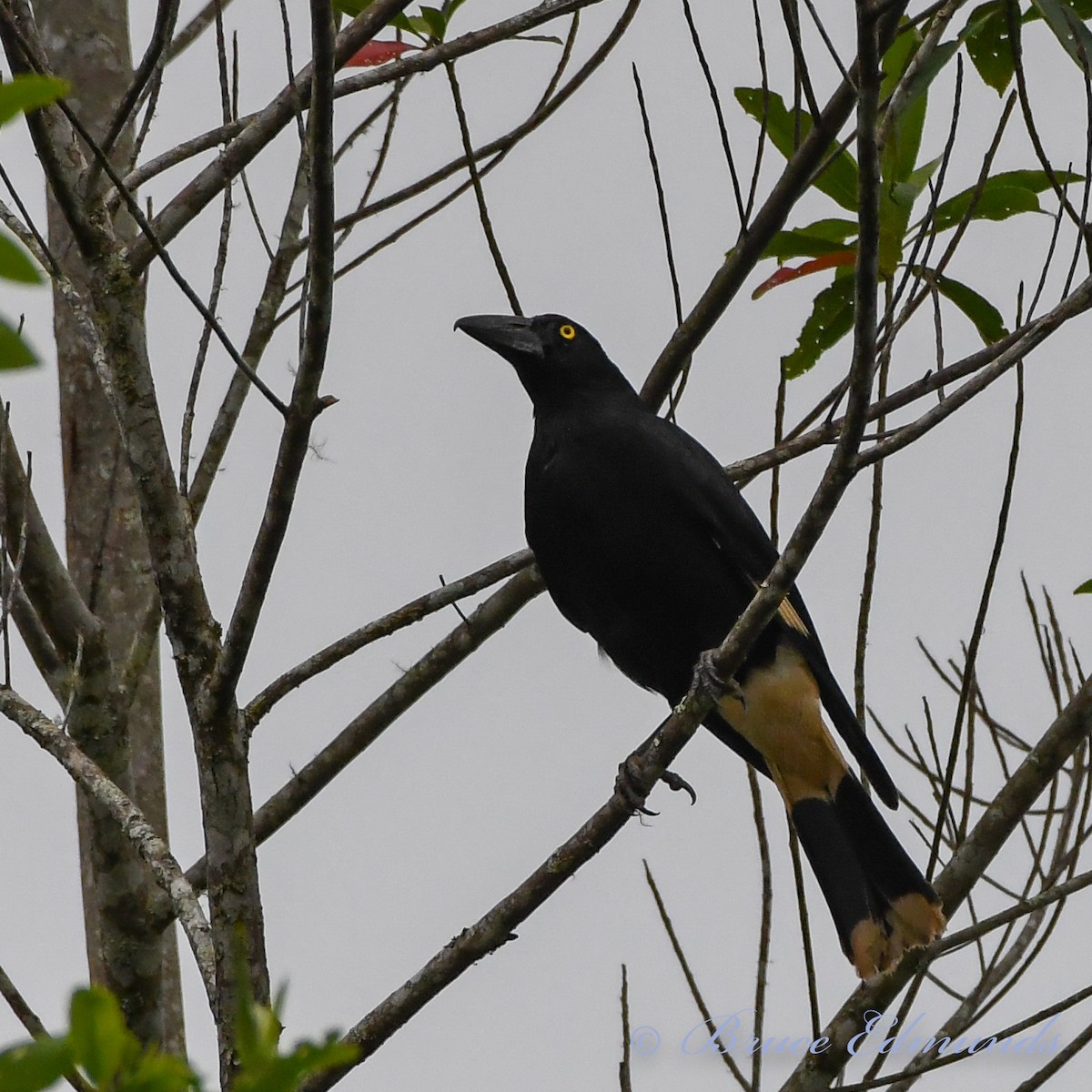 Pied Currawong - ML533357511