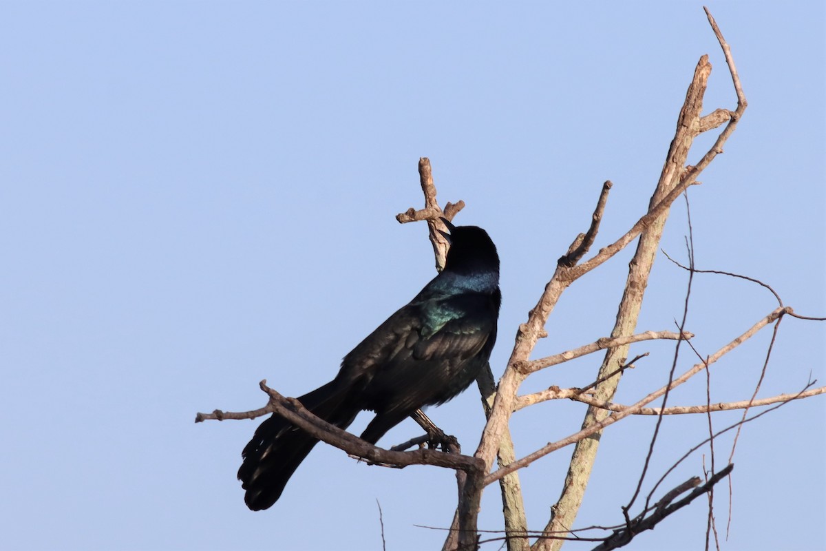 Boat-tailed Grackle - ML533357631