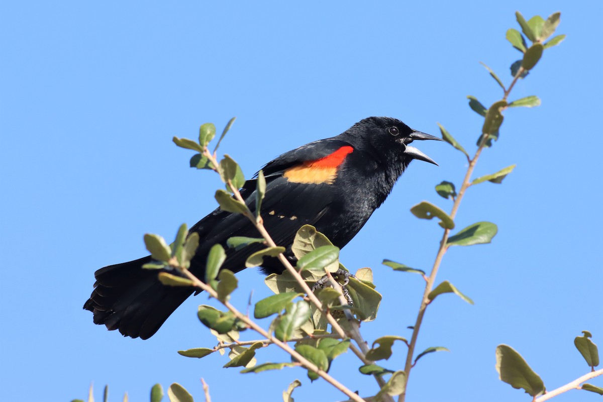 Red-winged Blackbird - ML533357671