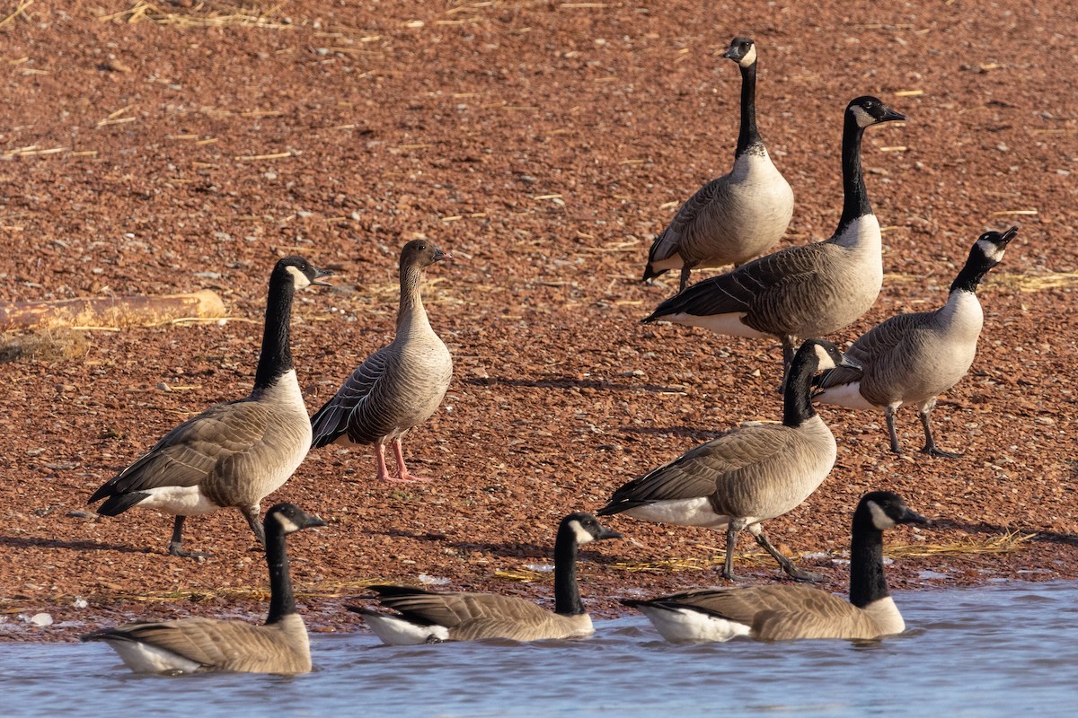 Pink-footed Goose - ML533363471
