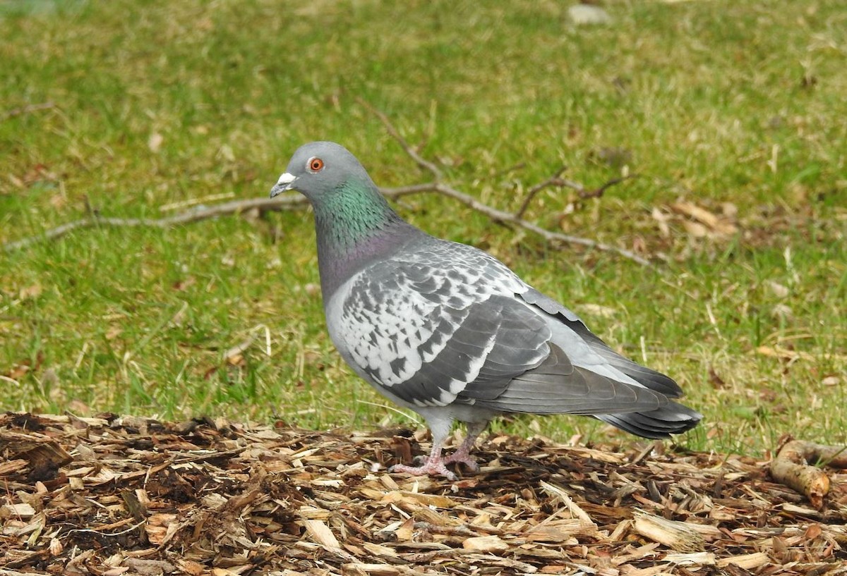 Rock Pigeon (Feral Pigeon) - Brian Clegg
