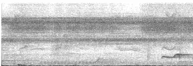 riflingspett (grammicus gr.) - ML533368821