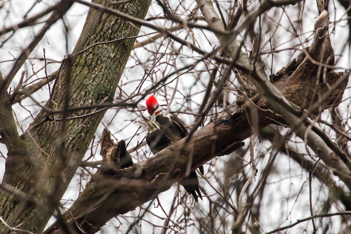 Pileated Woodpecker - ML533374341