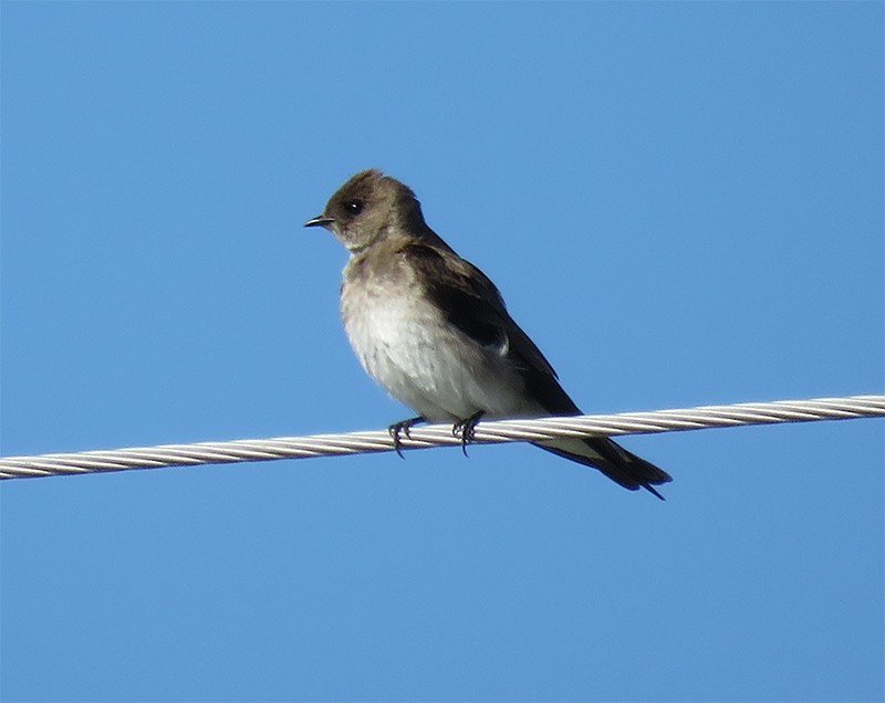 Northern Rough-winged Swallow - Karen Lebing