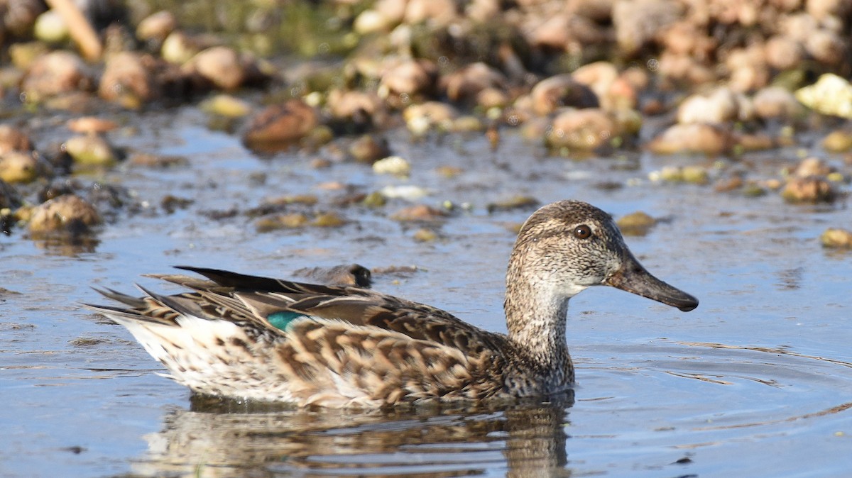 Green-winged Teal - ML533382211