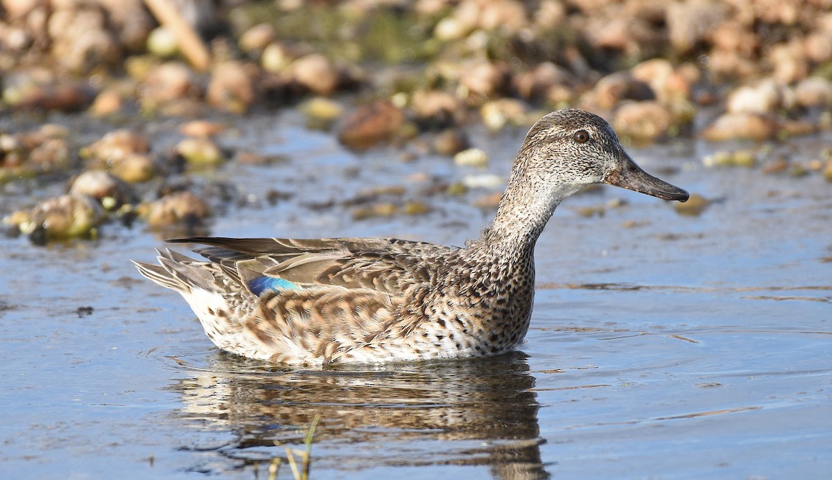 Green-winged Teal - ML533382221