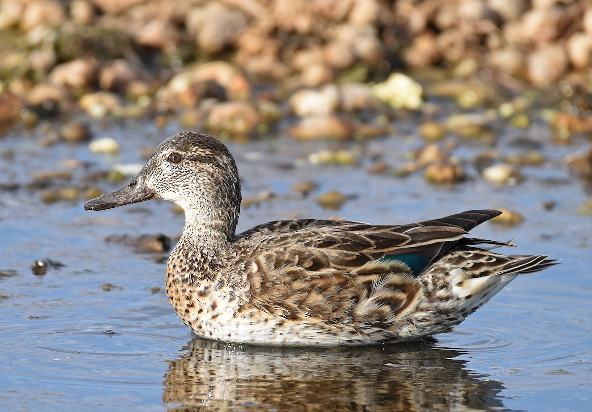 Green-winged Teal - ML533382231