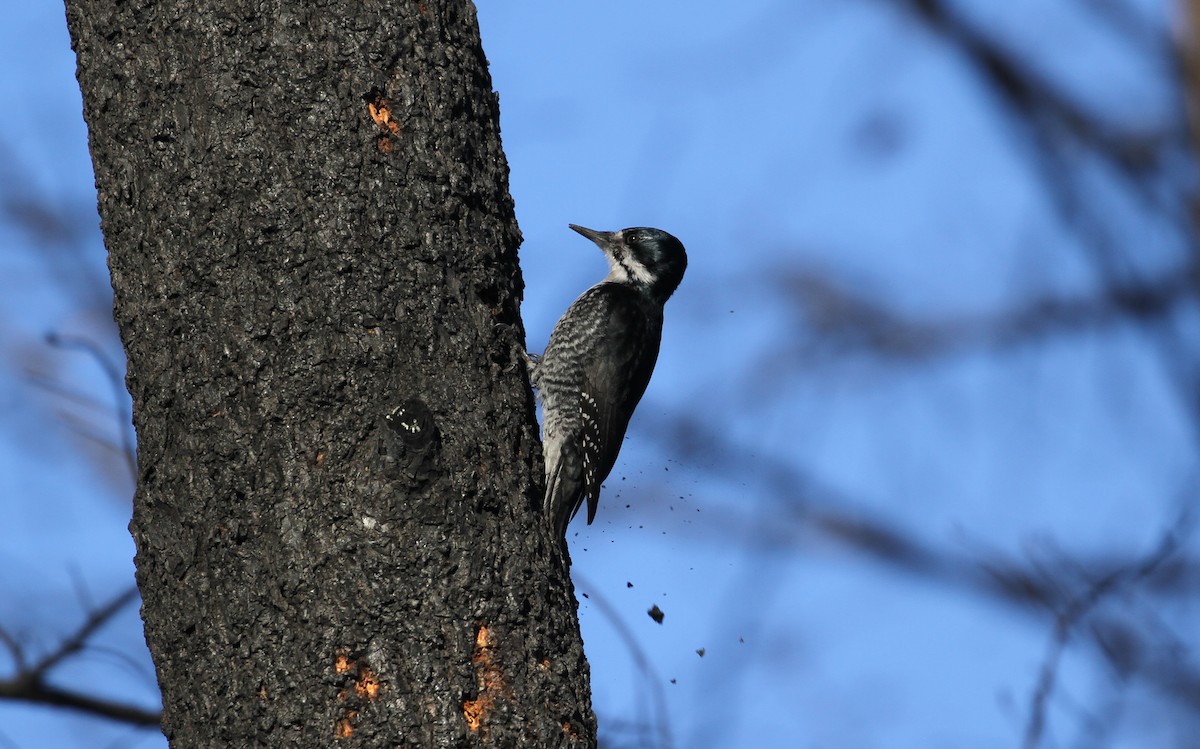 Black-backed Woodpecker - Tom Beeke
