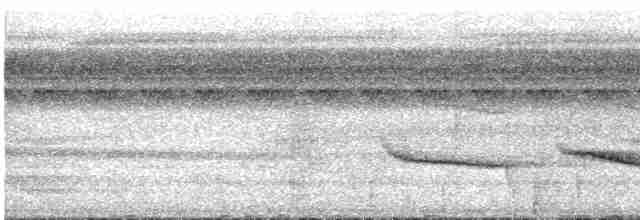 Schwarzschnabel-Ameisenvogel - ML533383721