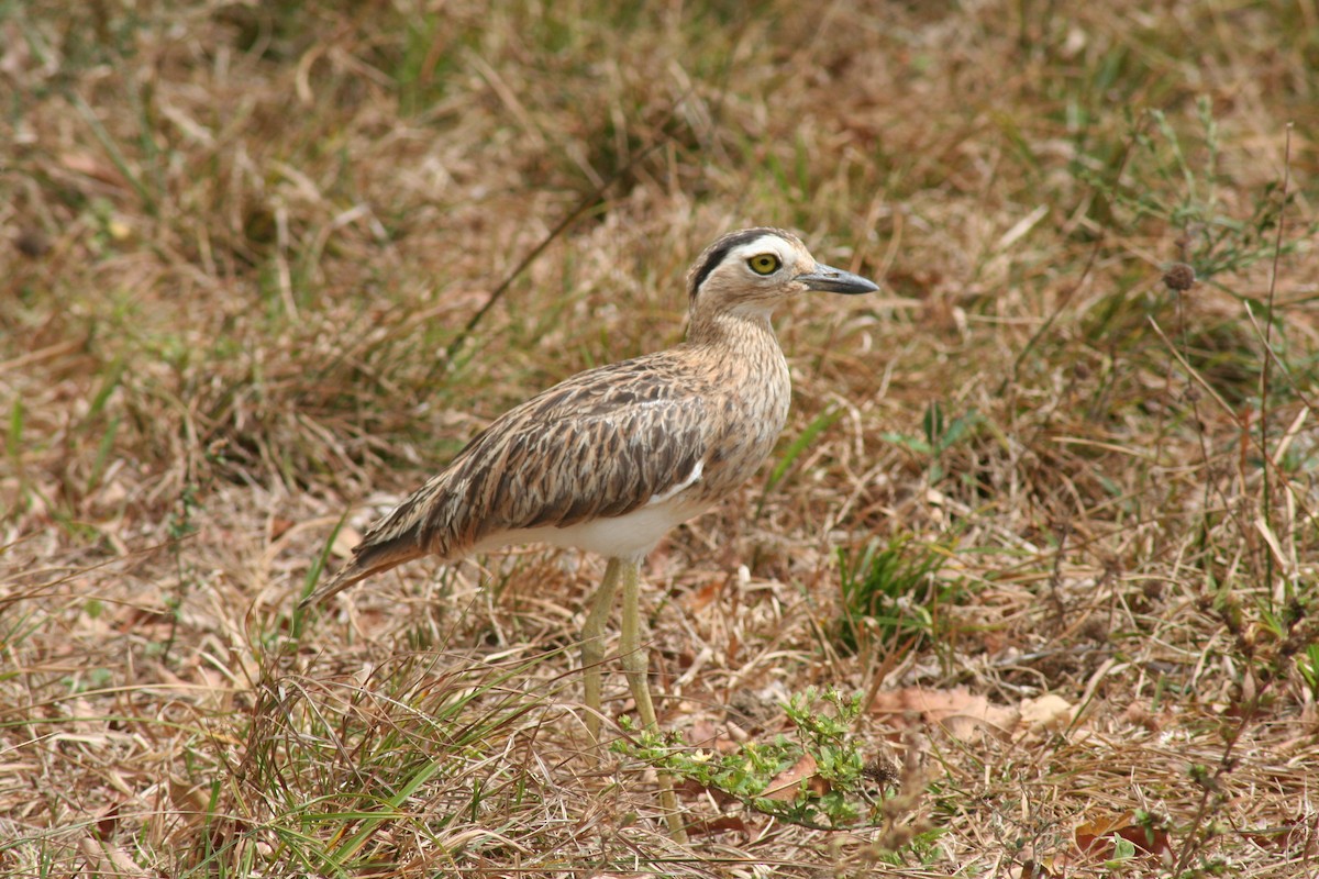 Double-striped Thick-knee - John Drummond