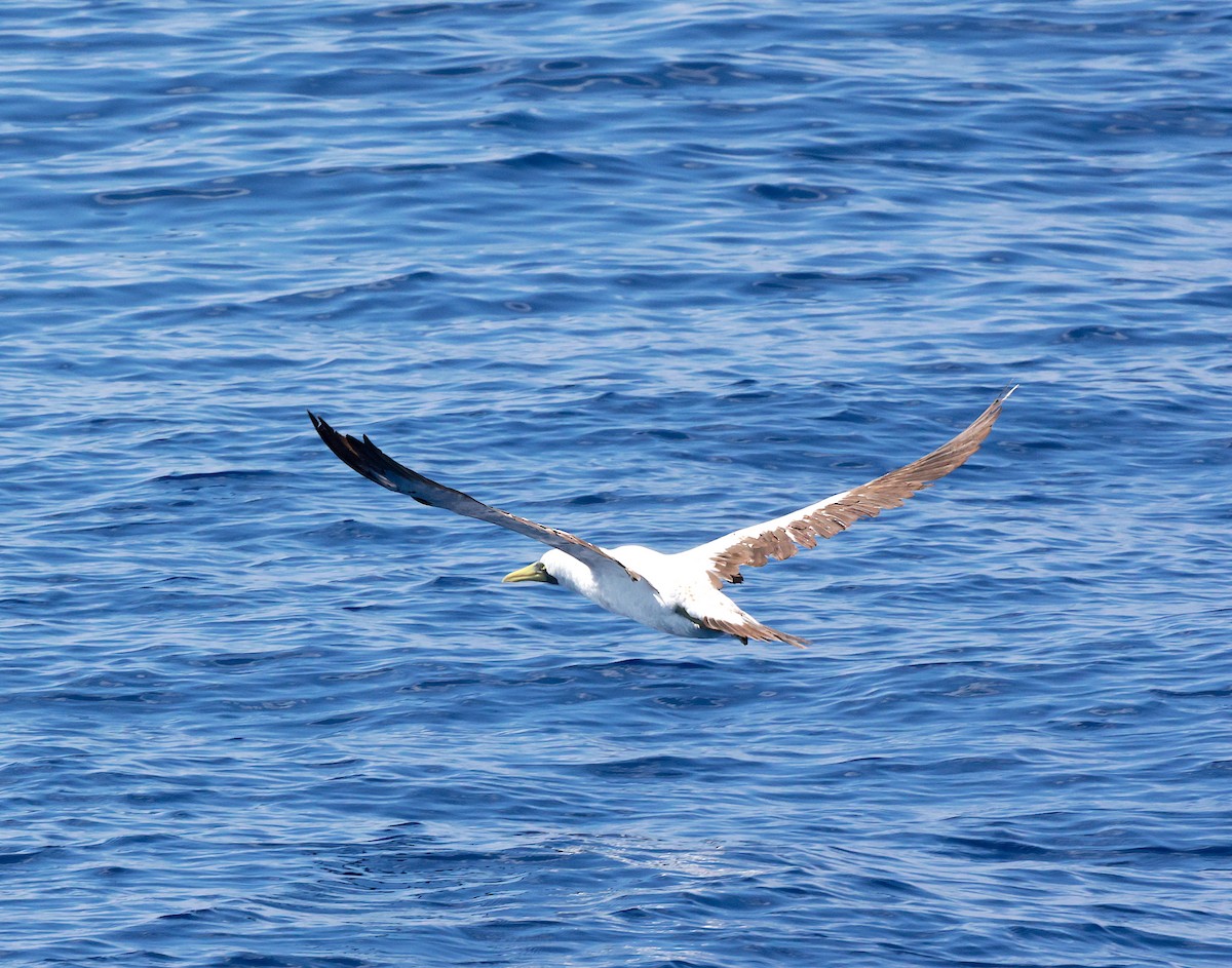 Masked Booby - ML533390711