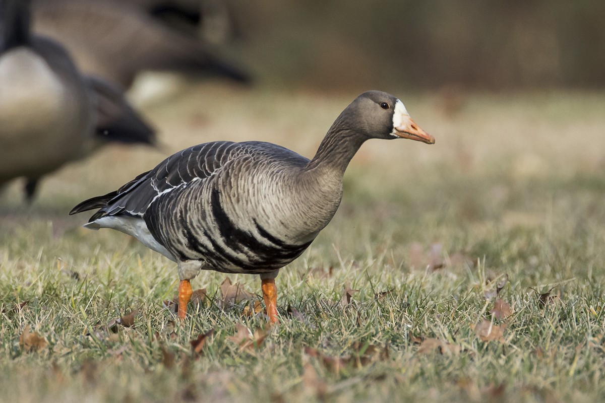 Greater White-fronted Goose - ML533392901