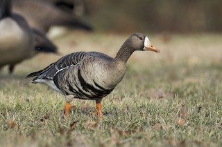 Greater White-fronted Goose, ML533392901