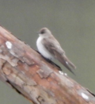 Northern Rough-winged Swallow - ML53339601