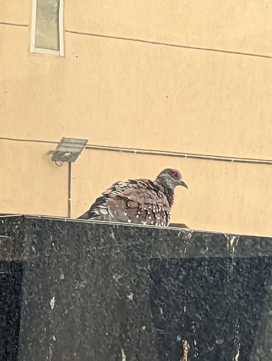 Speckled Pigeon - ML533400281