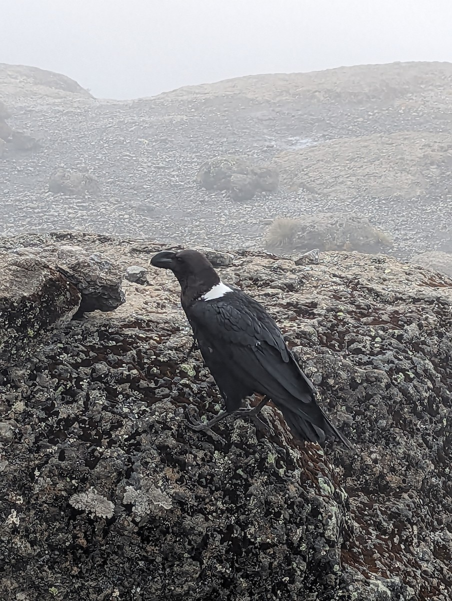 White-necked Raven - ML533400911