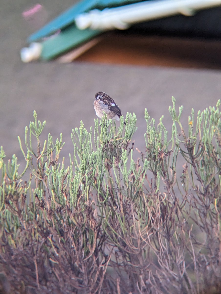 Whinchat - ML533401451