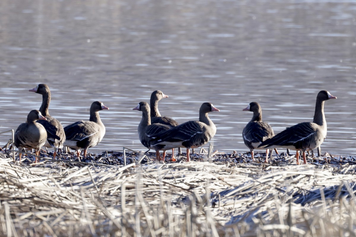 Greater White-fronted Goose - ML533406111