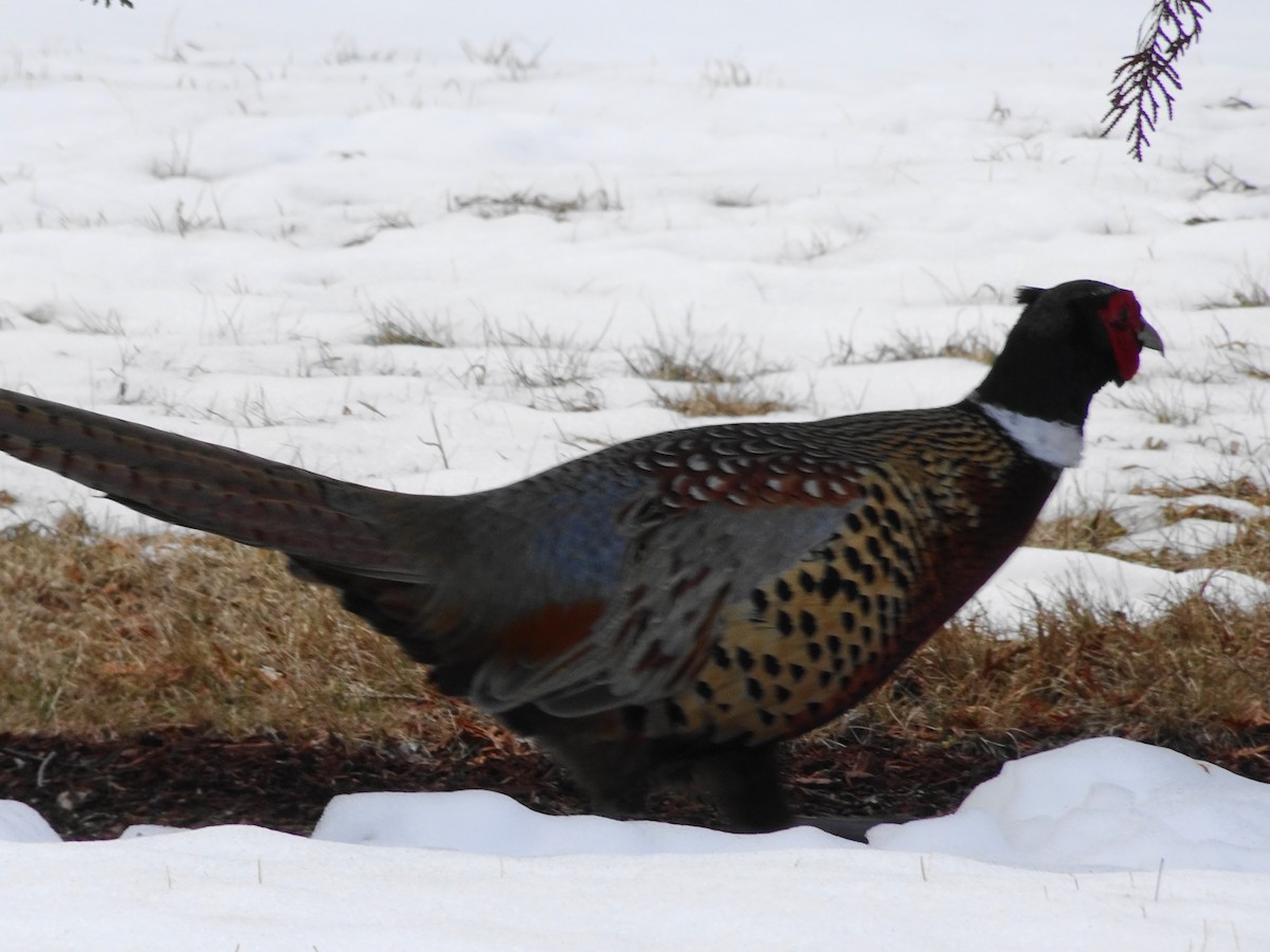 Ring-necked Pheasant - ML53340661