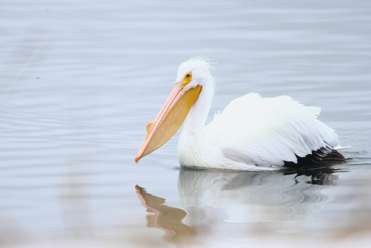 American White Pelican - Samuel Stankiewicz
