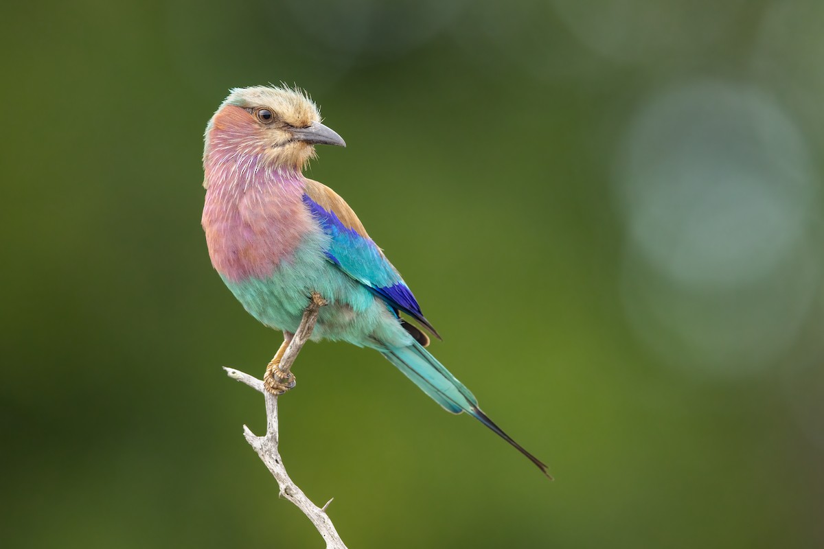Lilac-breasted Roller - ML533411191