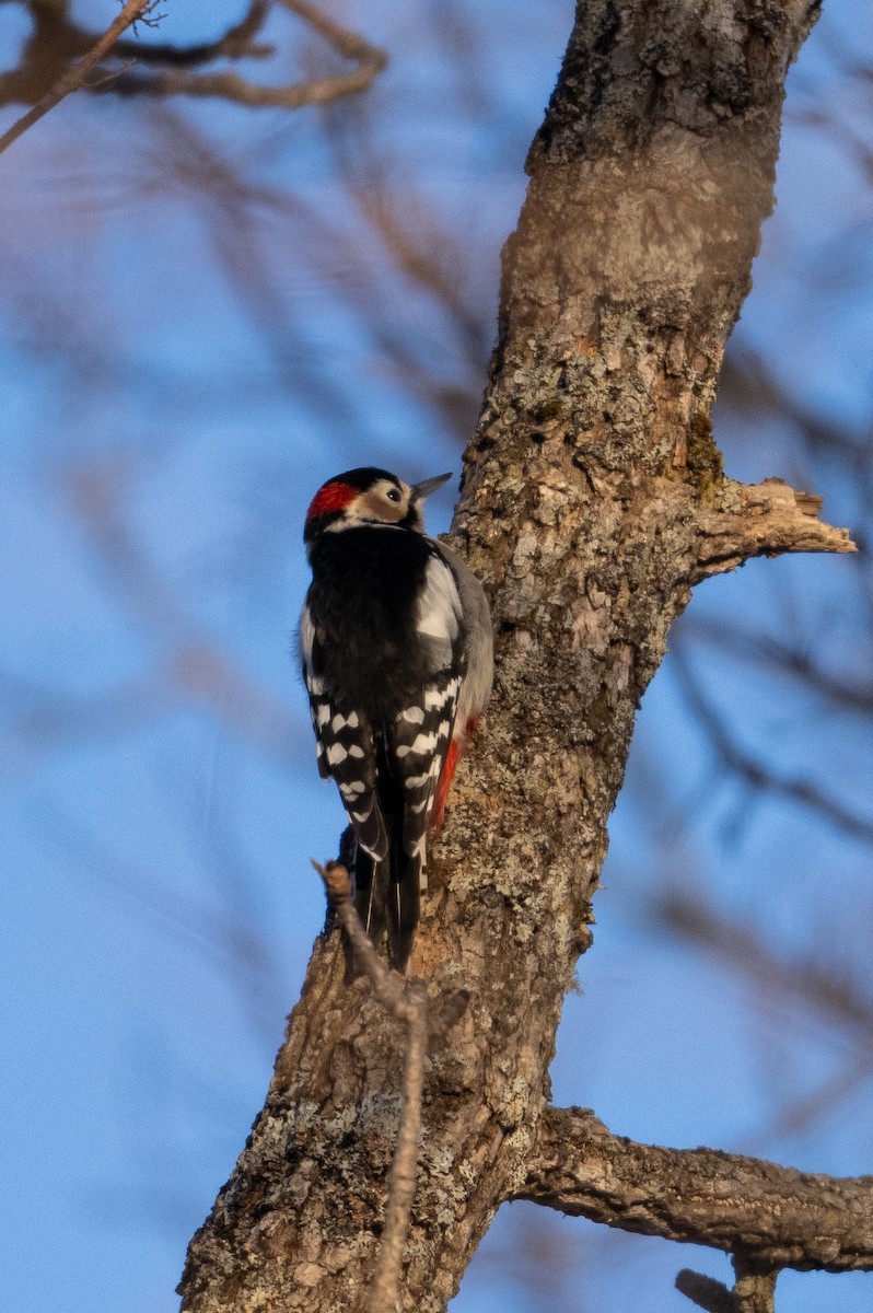 Great Spotted Woodpecker (japonicus) - Graham Gerdeman