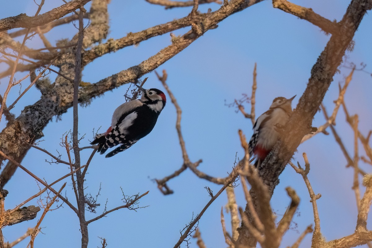 Great Spotted Woodpecker (japonicus) - ML533413801