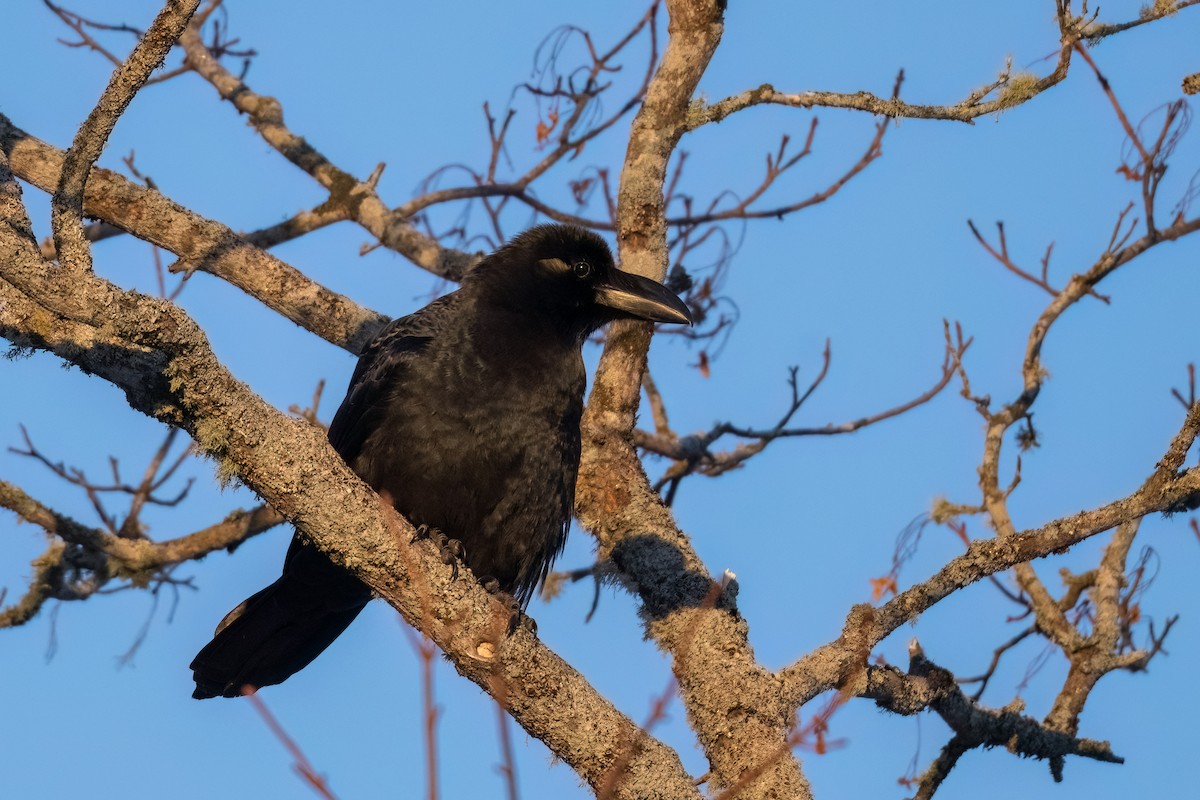 Large-billed Crow - ML533413871