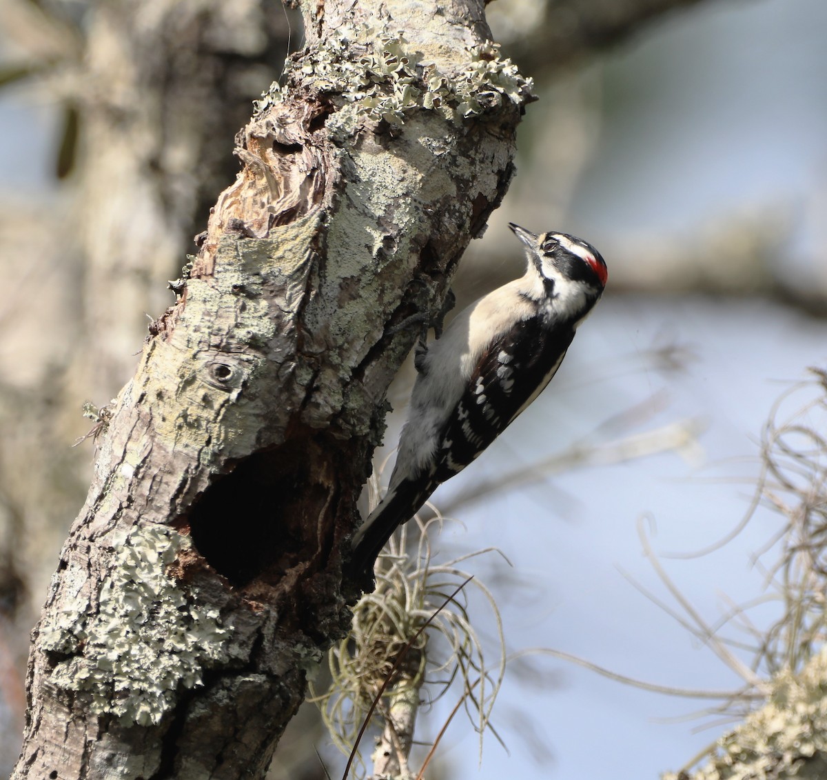 Downy Woodpecker - ML533414021