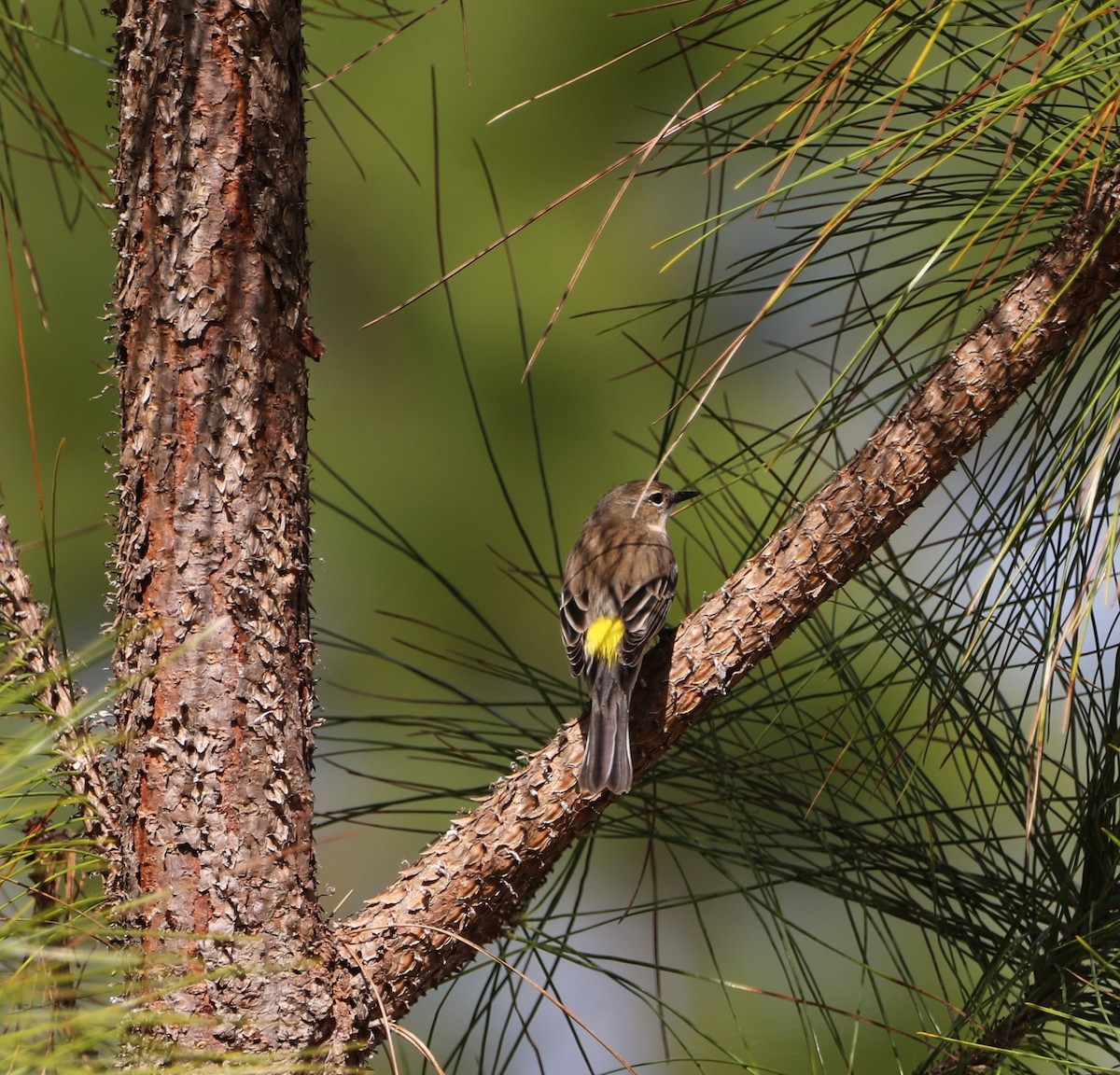 Yellow-rumped Warbler - ML533414091