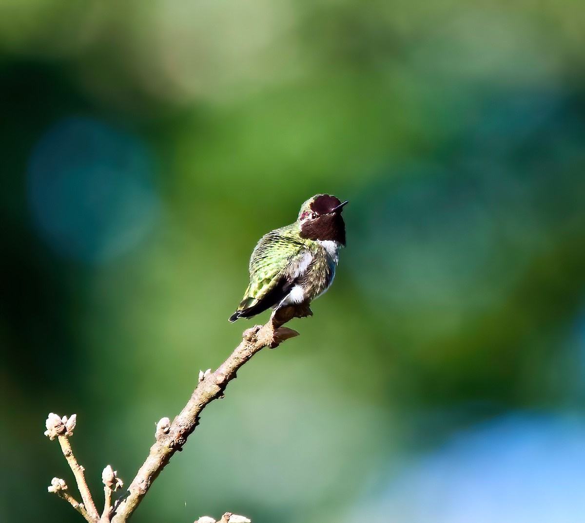 Anna's Hummingbird - ML533415961