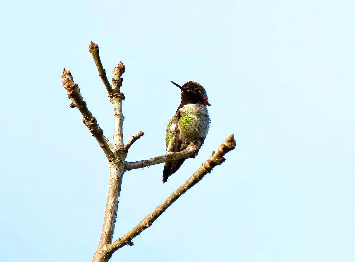 Anna's Hummingbird - ML533415971