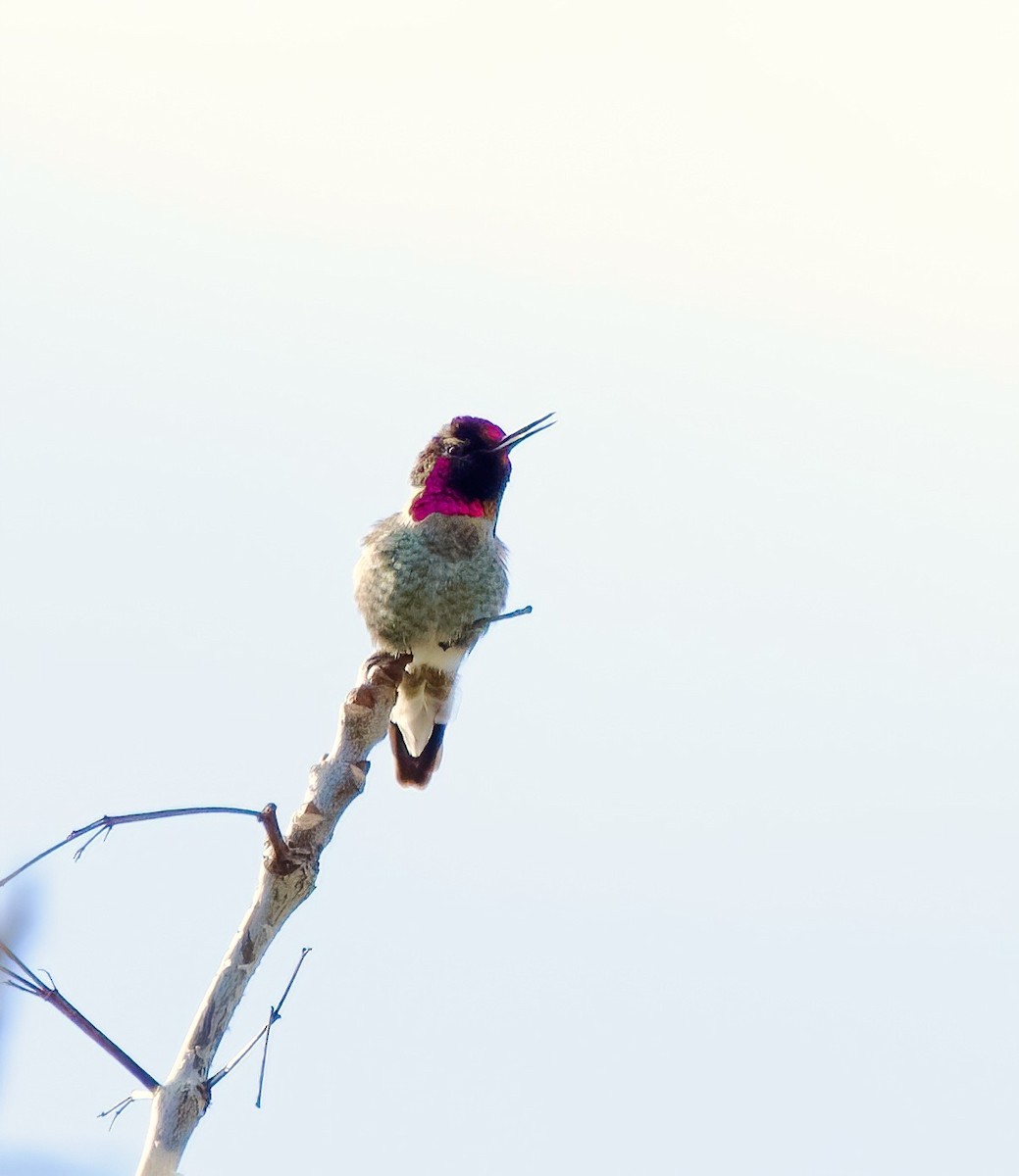 Anna's Hummingbird - ML533415981
