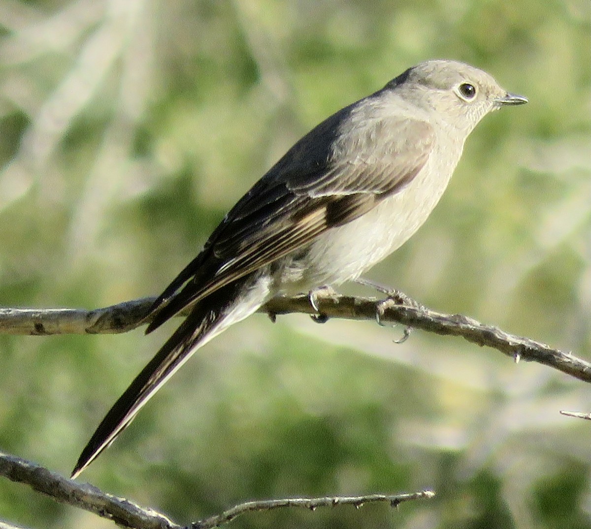 Townsend's Solitaire - ML533422981