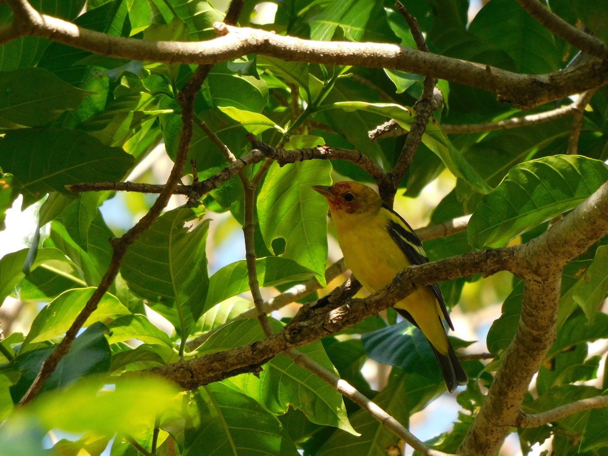 Western Tanager - ML533428891