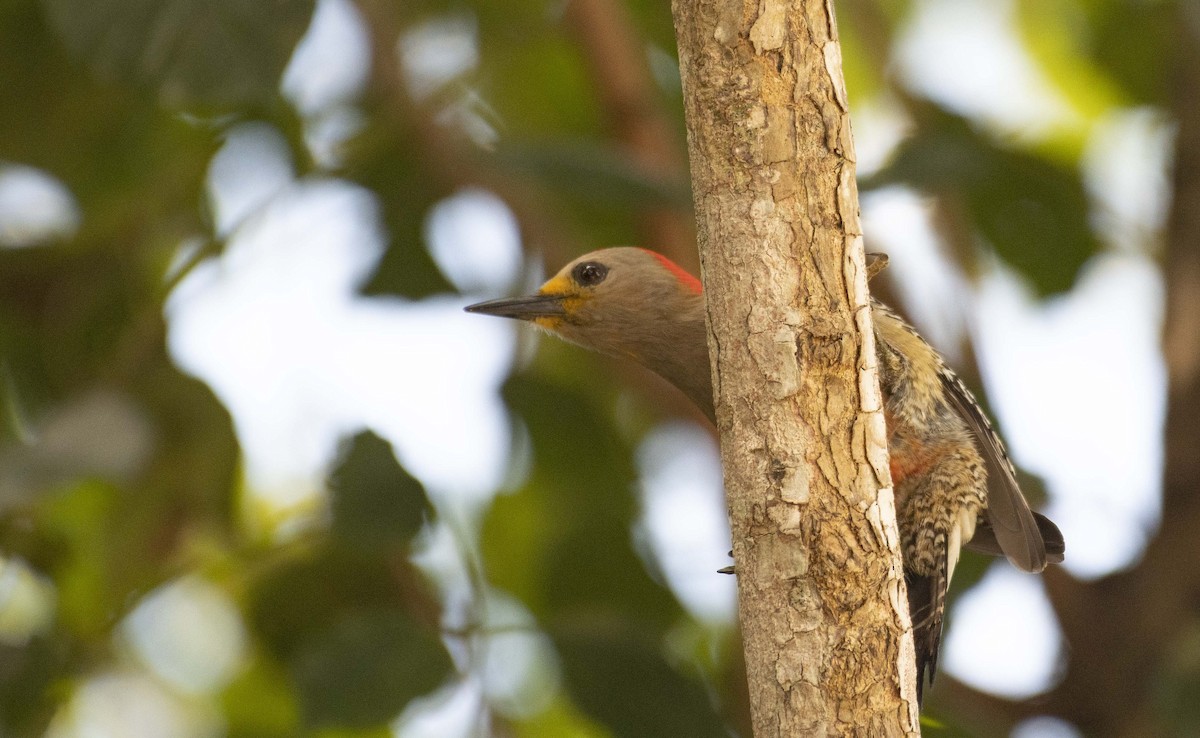 Yucatan Woodpecker - ML533435611